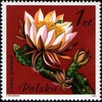 (1981-061) Марка Польша "Рипсалис"    Цветущие суккулентные растения III Θ